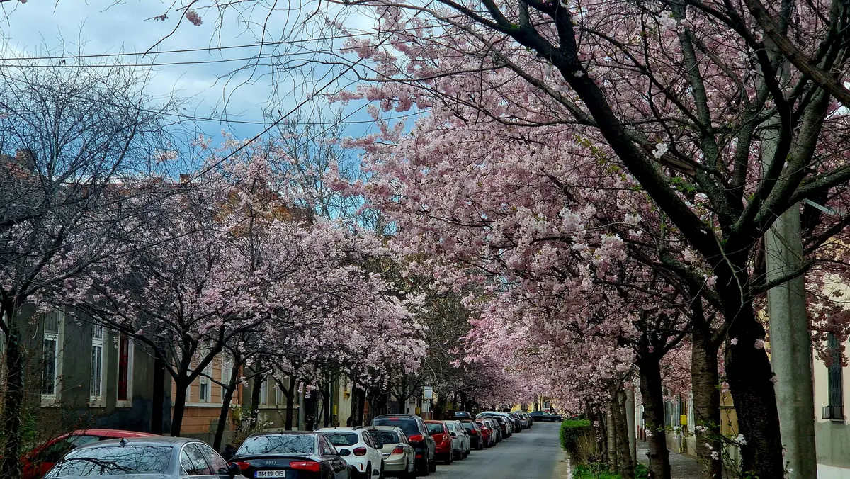 Timișoara „înflorește” pentru turiști: city break-uri de primăvară, trasee instagramabile și oferte speciale