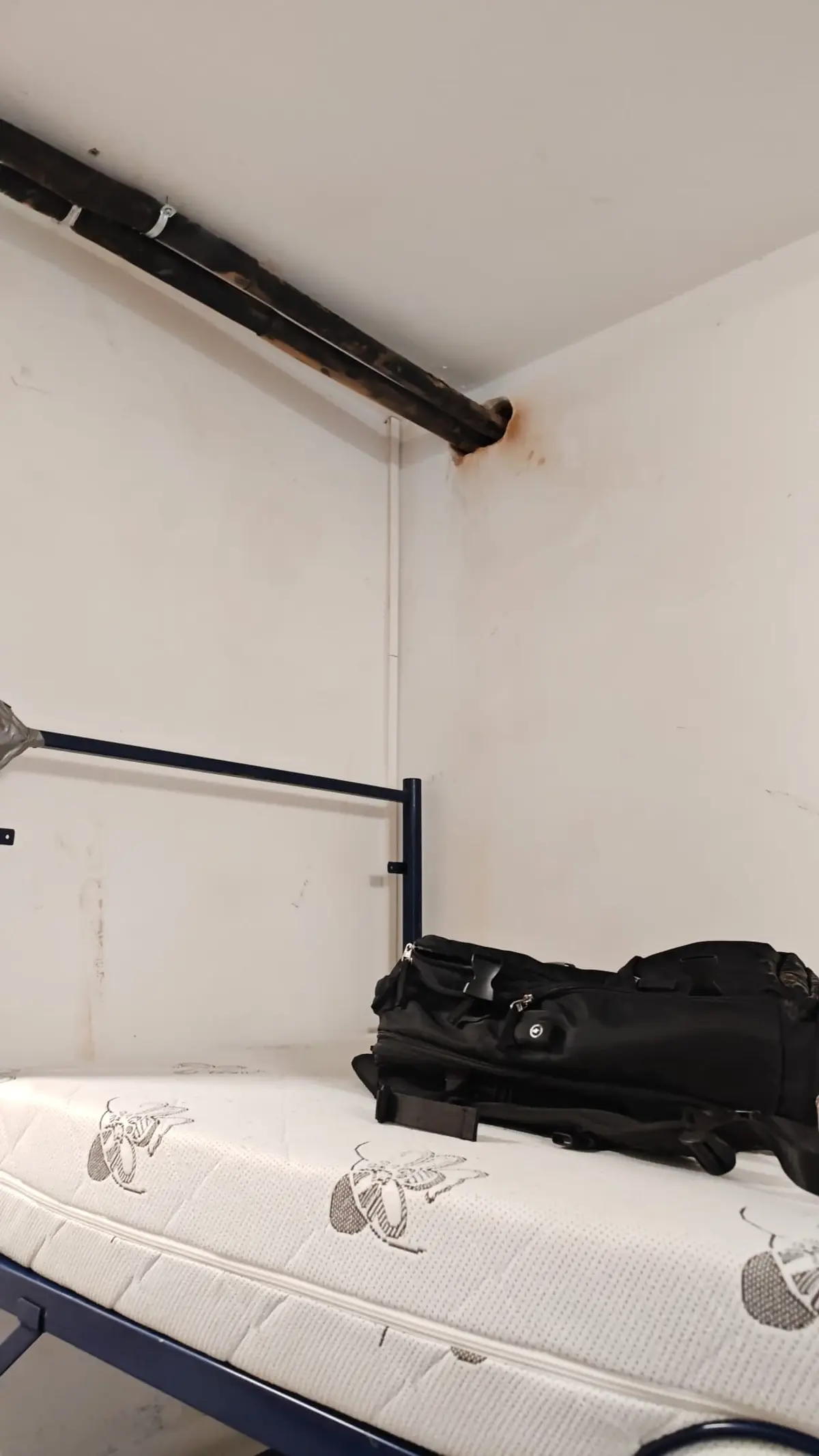 Șobolanii se plimbă pe mese într-un cămin al Universității de Vest din Timișoara. Rectorul Pirtea e ocupat cu alte treburi