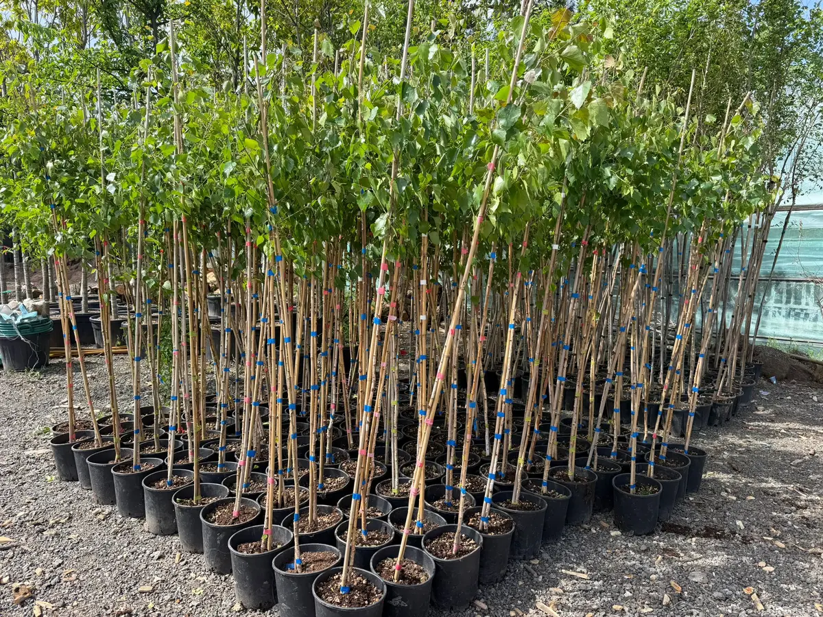 250 de arbori noi în Cimitirul Calea Șagului, într-un proiect de regenerare verde