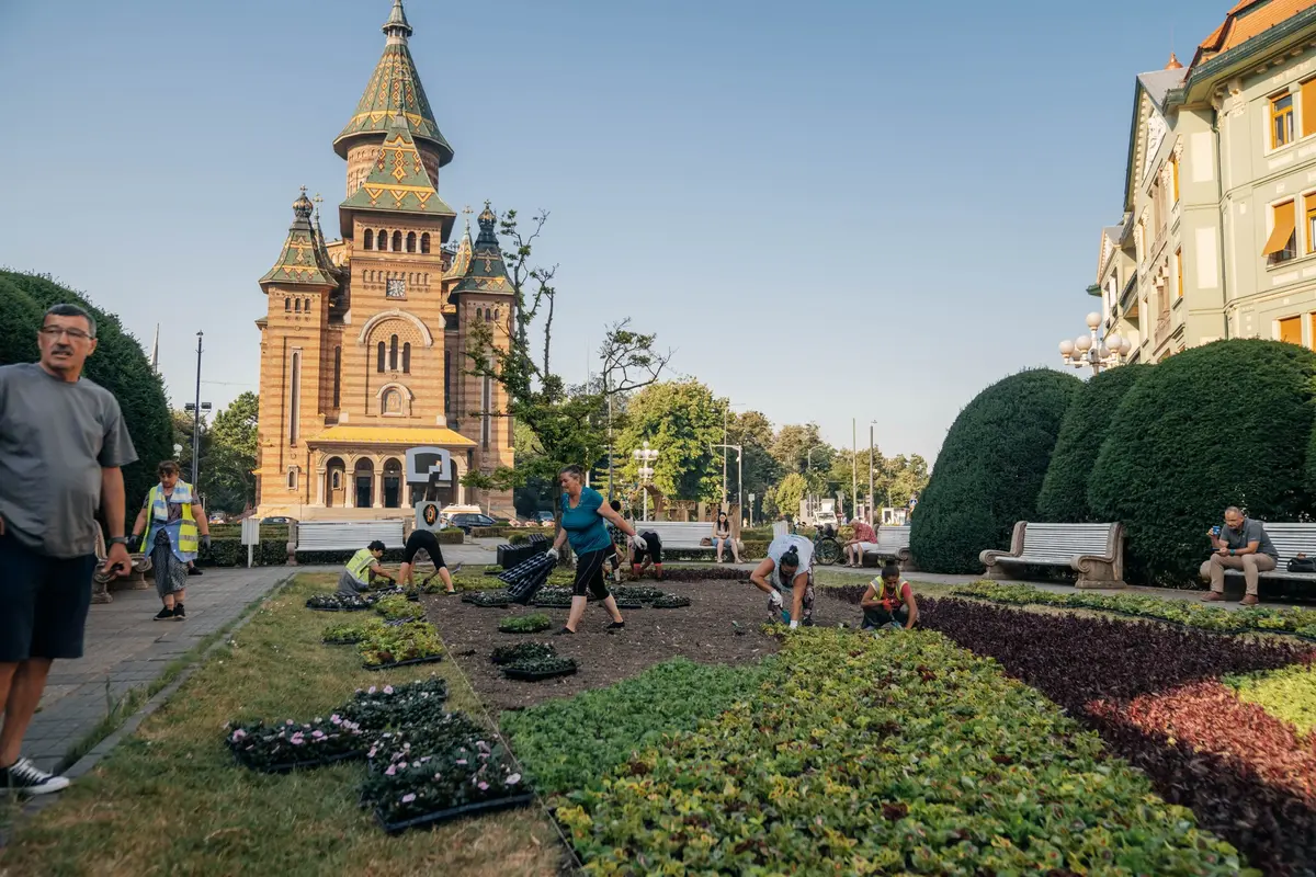 Un imens covor floral cu 80.000 de flori se plantează în centrul Timișoarei