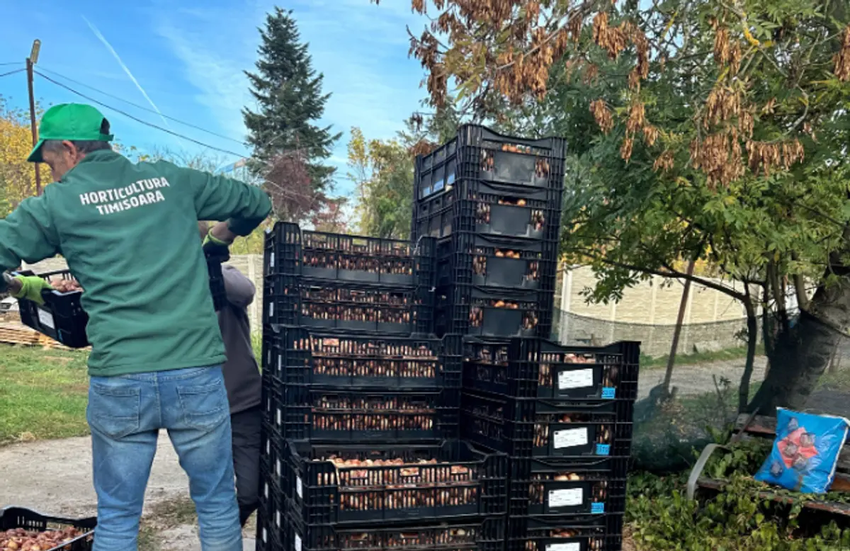 Parcul Justiției se pregătește pentru primăvară. Horticultura a primit bulbii de lalele