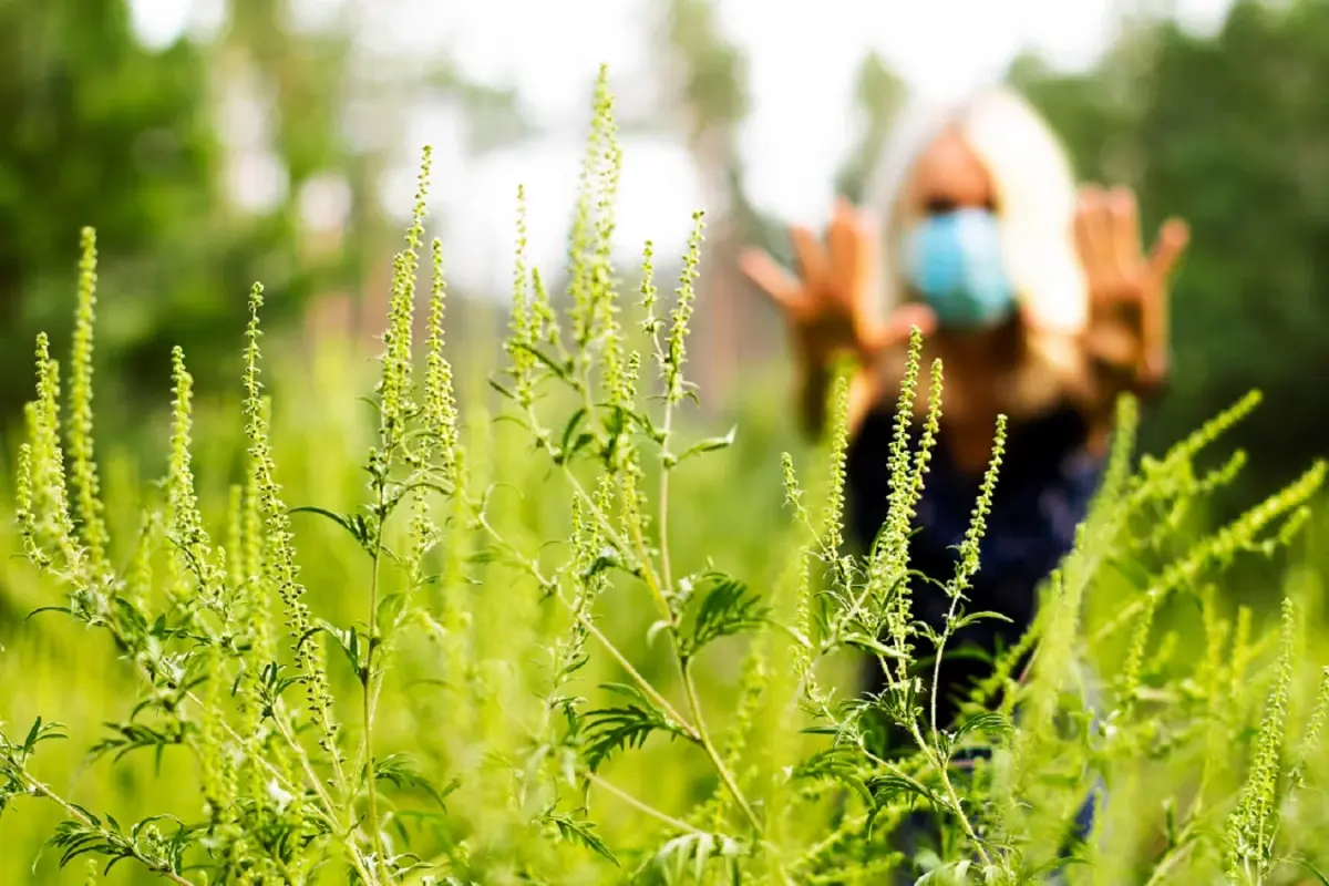 Primăria Timișoara pornește controalele pentru ambrozie: amenzi de până la 20.000 lei pentru proprietarii care nu își îngrijesc terenurile