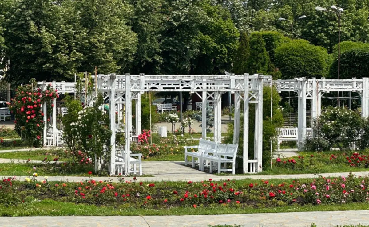 VIDEO | 2600 de trandafiri au fost plantați în Parcul Rozelor. În toamnă, Horticultura va planta trandafiri englezești