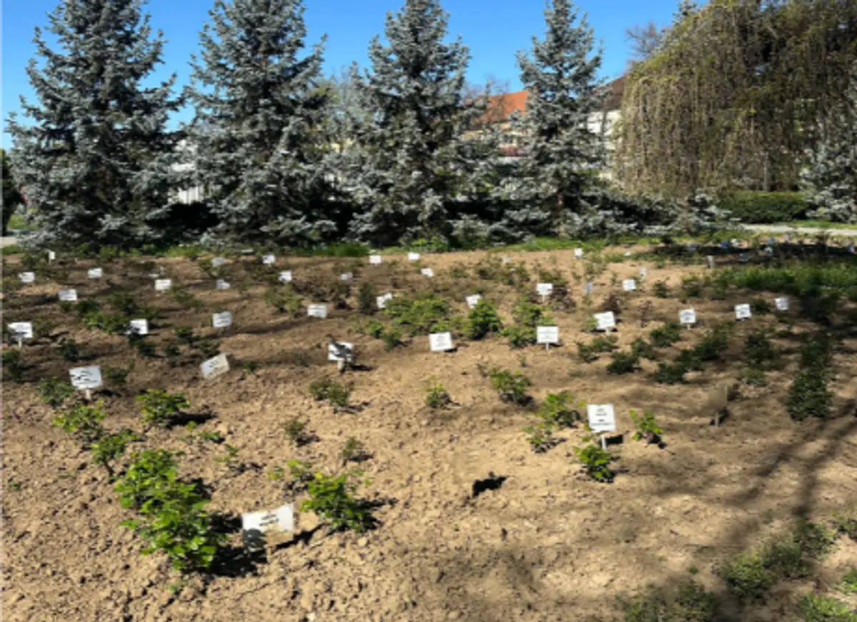 Parcul Rozelor se pregătește să redevină atracția Timișoarei: 2.600 de trandafiri noi și pergole înlocuite