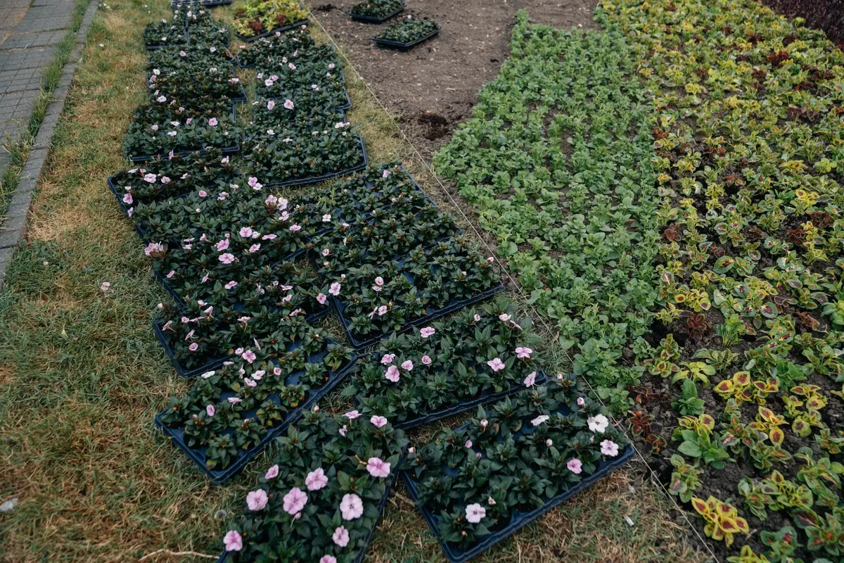 Un imens covor floral cu 80.000 de flori se plantează în centrul Timișoarei