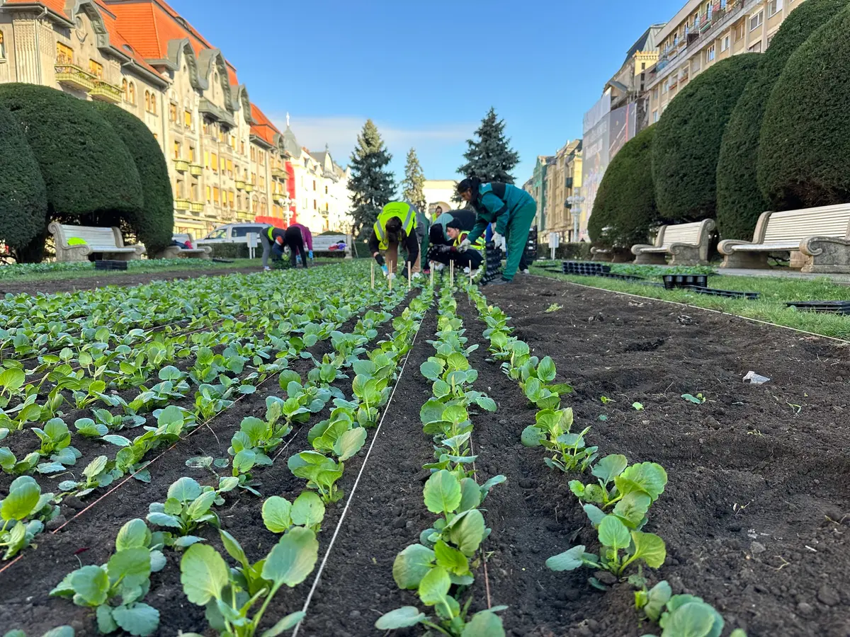 Centrul Timișoarei se pregătește de o nouă explozie de culoare