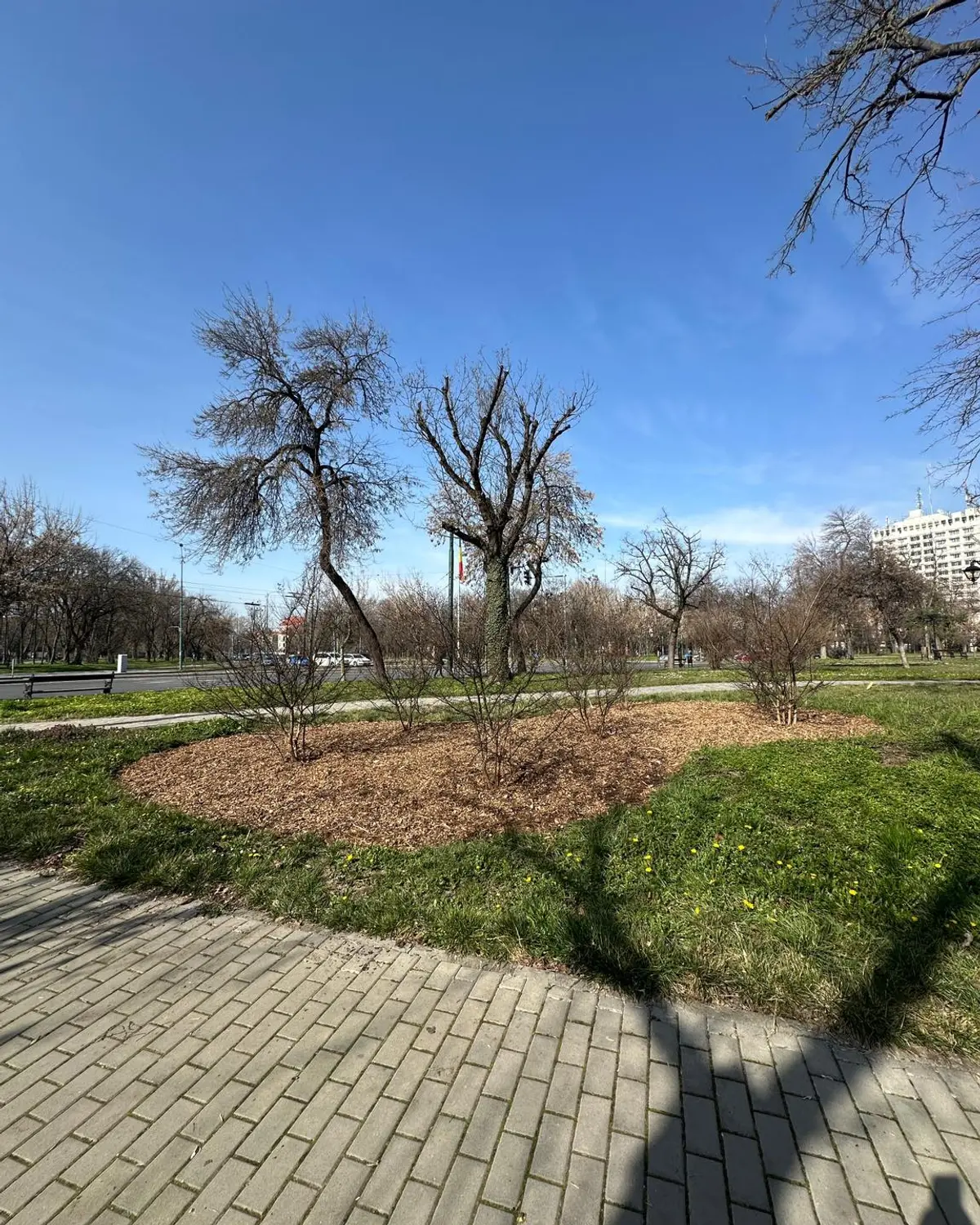 Parcul Cetate din centrul Timișoarei, reamenajat de echipele Horticultura