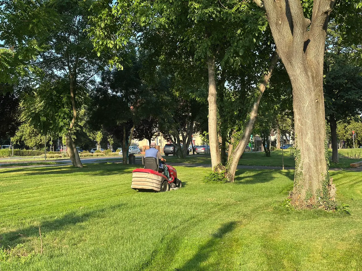 FOTO | Horticultura Timișoara: lucrări extinse de întreținere a spațiilor verzi în zona centrală