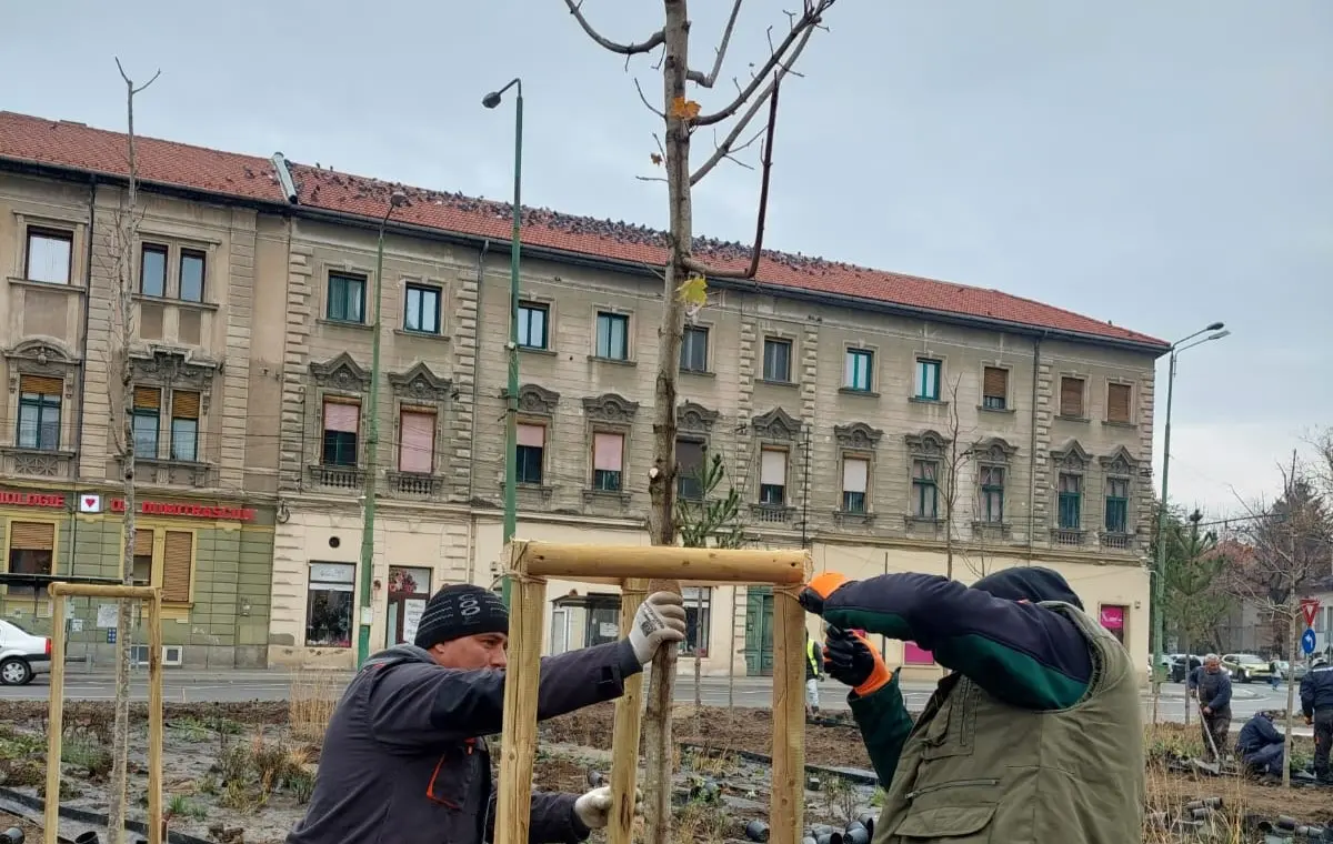 Timișoara se pregătește pentru verile extreme: mii de copaci și plante rezistente la secetă, pariul administrației