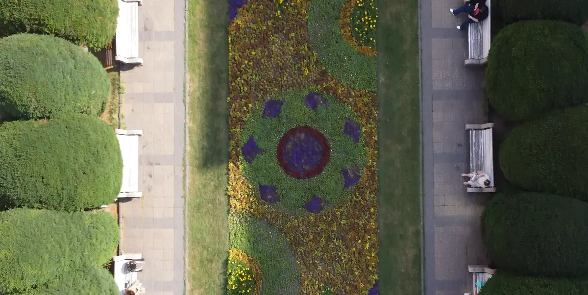 VIDEO| 66.500 de flori transformă Piața Victoriei. Horticultura a creat unul dintre cele mai spectaculoase covoare florale din România