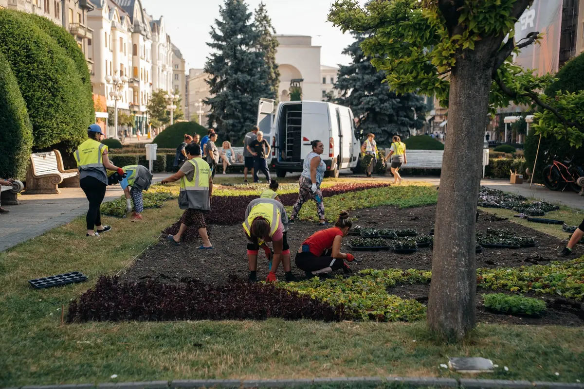 Un imens covor floral cu 80.000 de flori se plantează în centrul Timișoarei