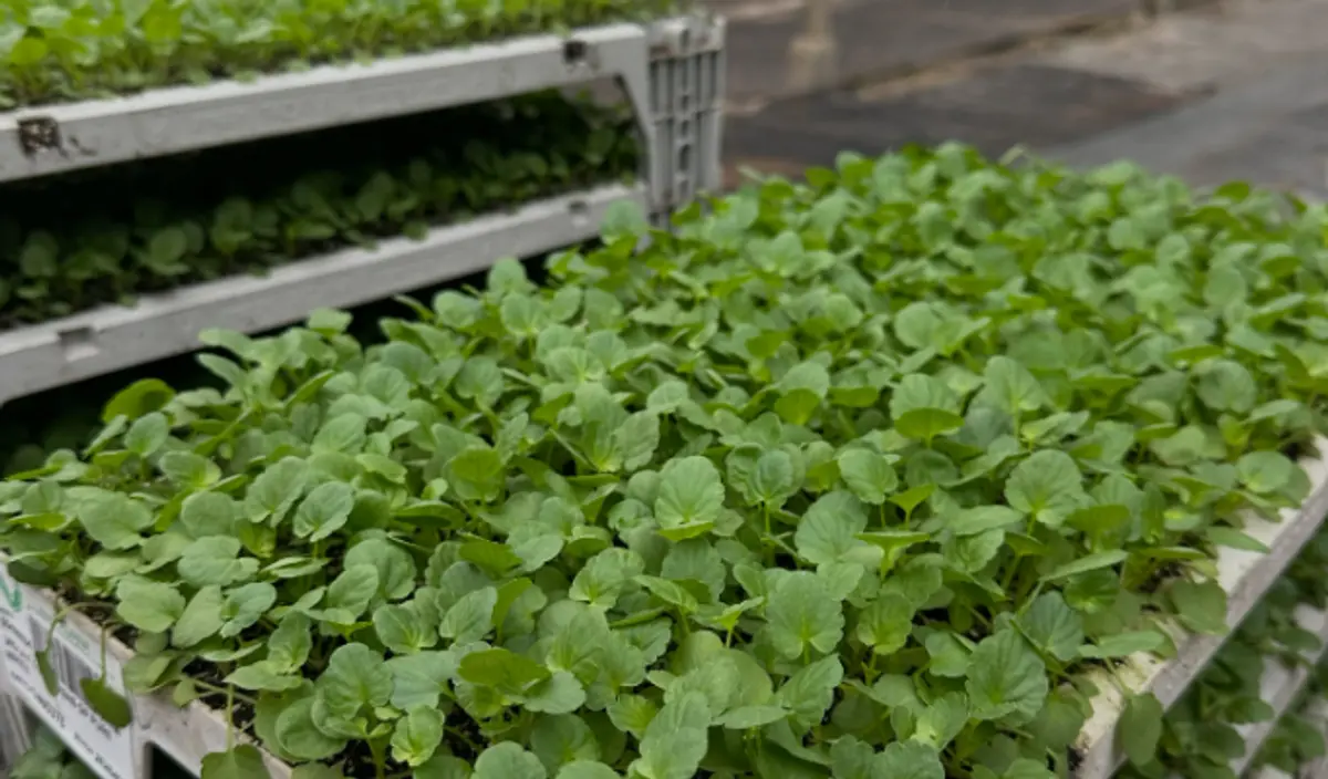Horticultura pregătește un nou covor floral în Piața Victoriei. Mii de pansele au ajuns la serele companiei