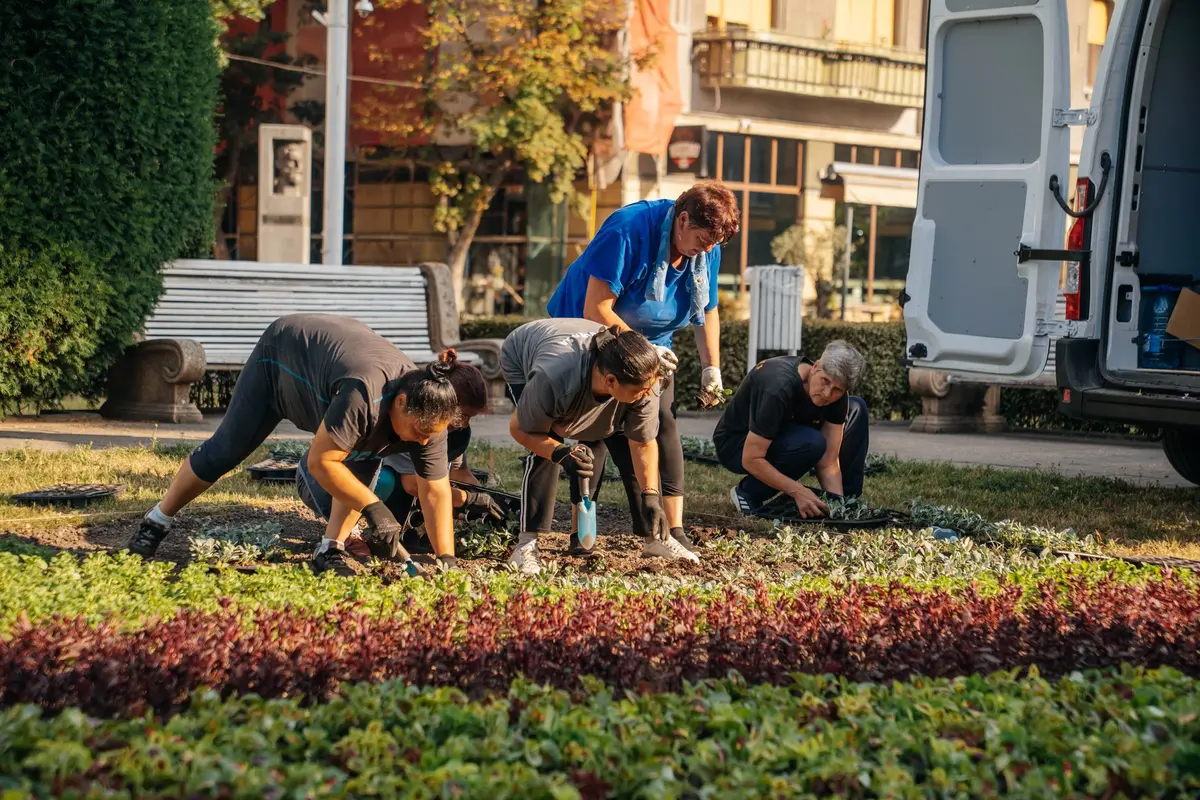 Un imens covor floral cu 80.000 de flori se plantează în centrul Timișoarei