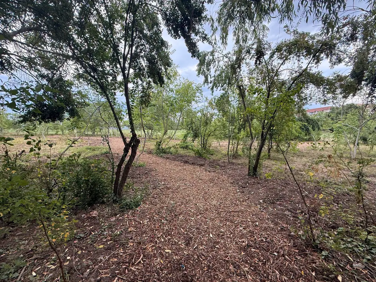 Un teren abandonat din Lipovei a fost transformat în spațiu verde pentru comunitate