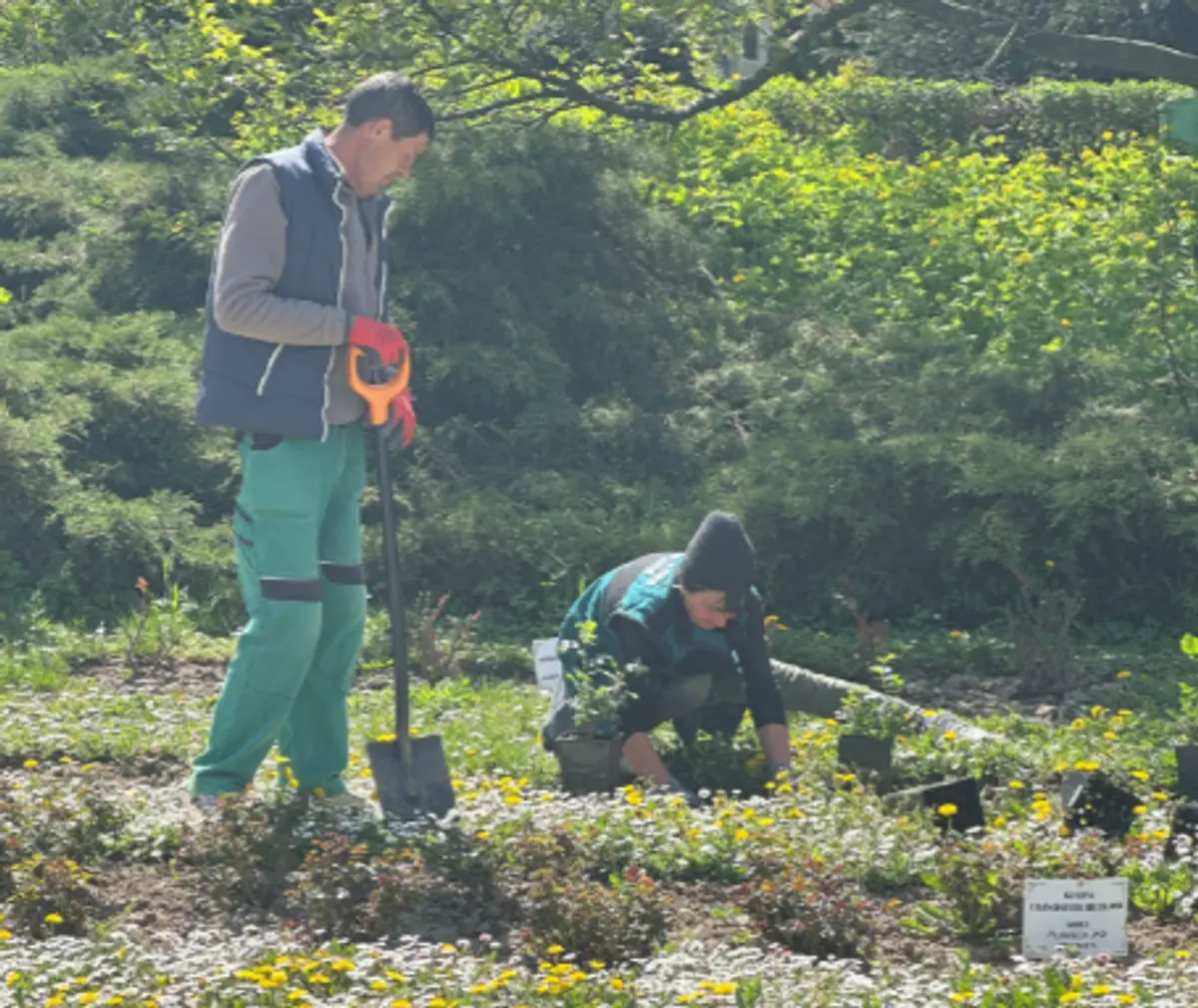 FOTO | Parcul Rozelor se pregătește să redevină atracția Timișoarei: 2.600 de trandafiri noi și pergole înlocuite