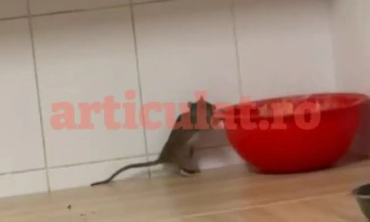 EXCLUSIV | Șobolanii se plimbă pe mese într-un cămin al Universității de Vest din Timișoara. Rectorul Pirtea e ocupat cu alte treburi