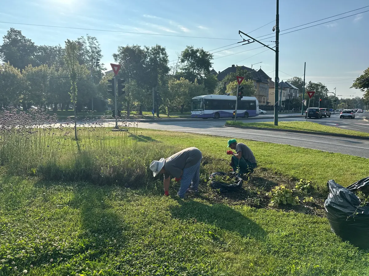 Horticultura Timișoara: lucrări extinse de întreținere a spațiilor verzi în zona centrală