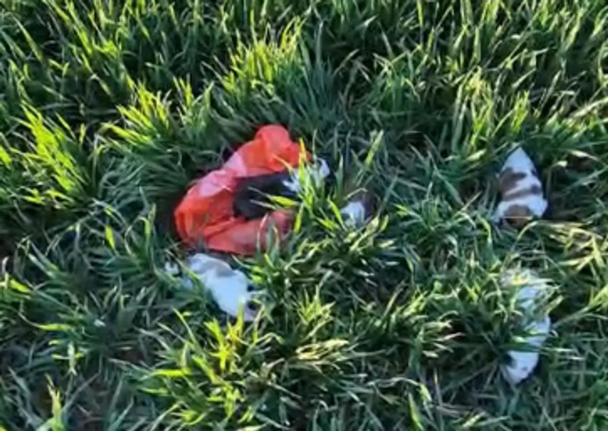 Bărbat amendat cu 6.000 de lei după ce a abandonat 5 cățeluși pe un câmp, în Deta