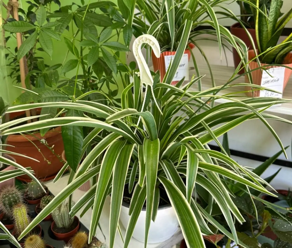 Toamna aduce verdeață în case: Horticultura lansează colecția de plante de sezon