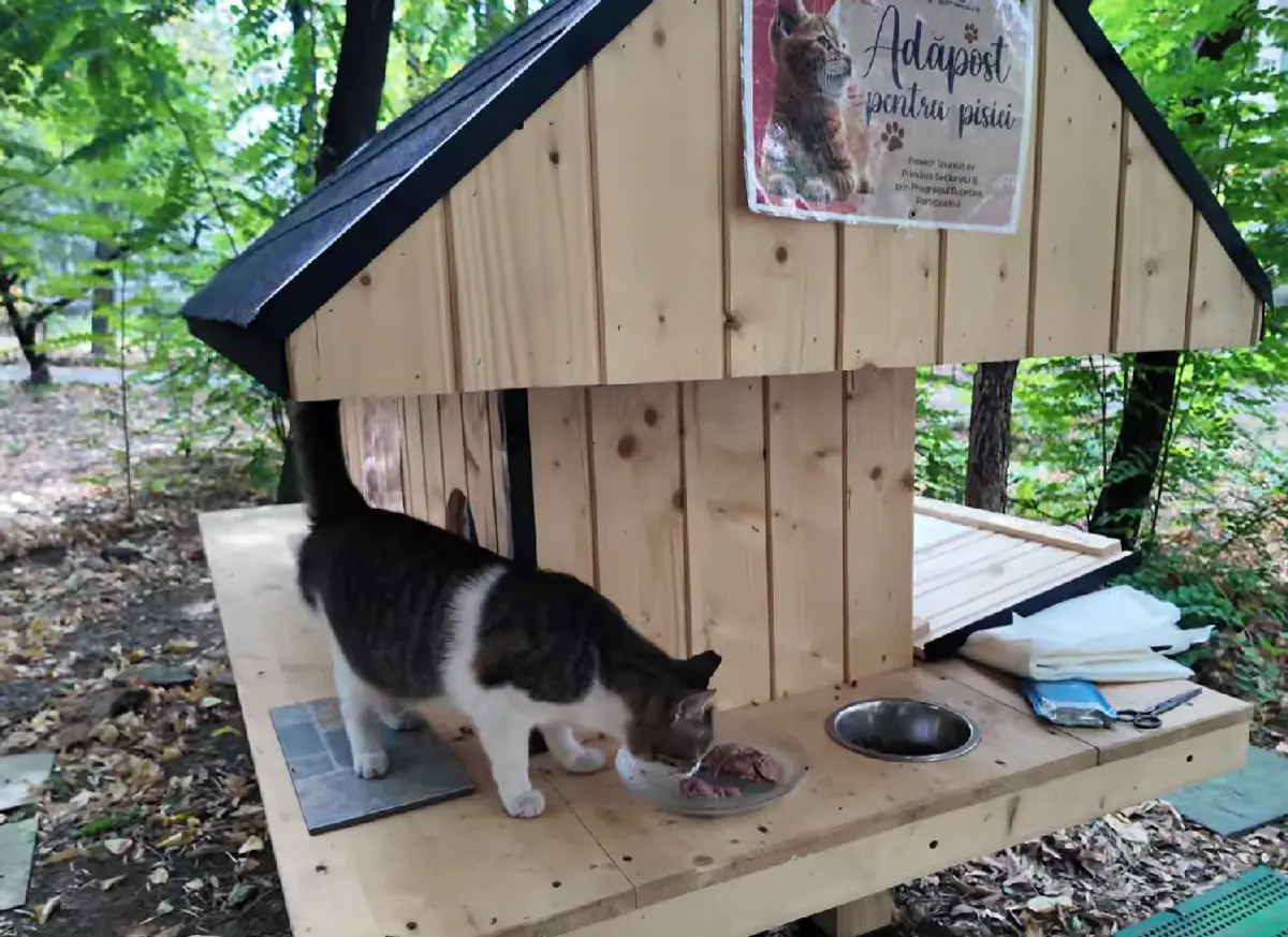 Primăria lansează programul „Căsuțe pentru pisici” în cartiere. Îngrijirea revine comunității