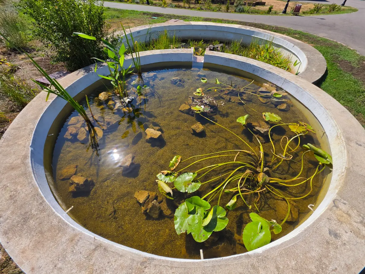 Fântâna din Parcul Botanic curge din nou după cel puțin 20 de ani. Bazinele cu plante acvatice au fost reabilitate
