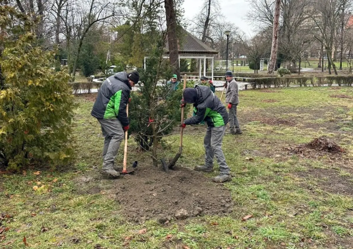 Mai mulți stejari dintr-o specie rară, plantați în Parcul Regina Maria din Timișoara