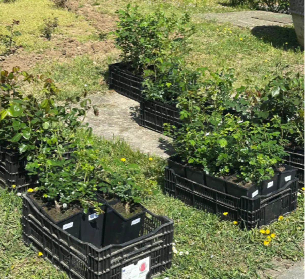 Parcul Rozelor se pregătește să redevină atracția Timișoarei: 2.600 de trandafiri noi și pergole înlocuite