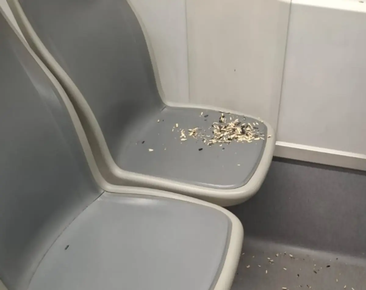 Ce mai aruncă pasagerii în mijloacele de transport în comun din Timișoara