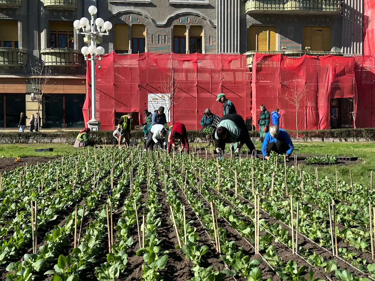 Centrul Timișoarei se pregătește de o nouă explozie de culoare