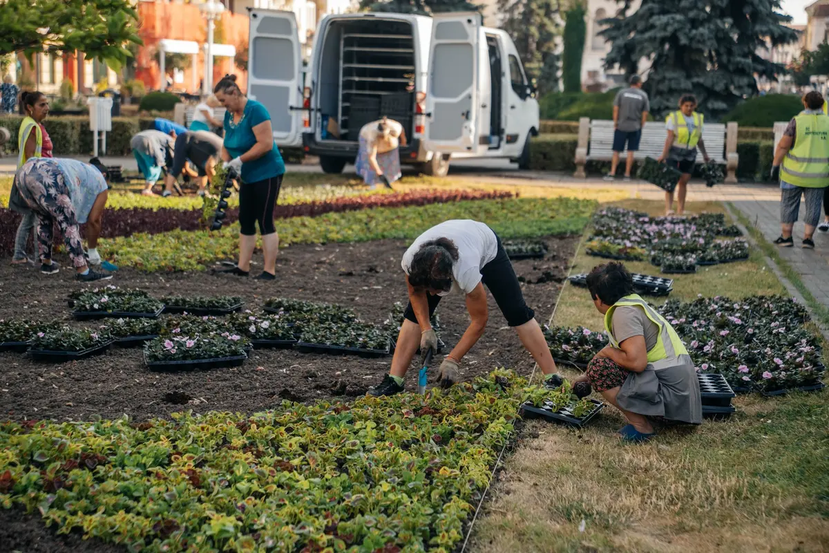 Un imens covor floral cu 80.000 de flori se plantează în centrul Timișoarei
