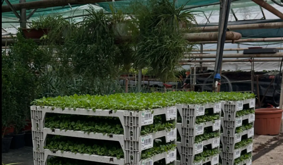 Horticultura pregătește un nou covor floral în Piața Victoriei. Mii de pansele au ajuns la serele companiei